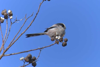 エナガ 滋賀県近江富士花緑公園 2019年1月14日(月)