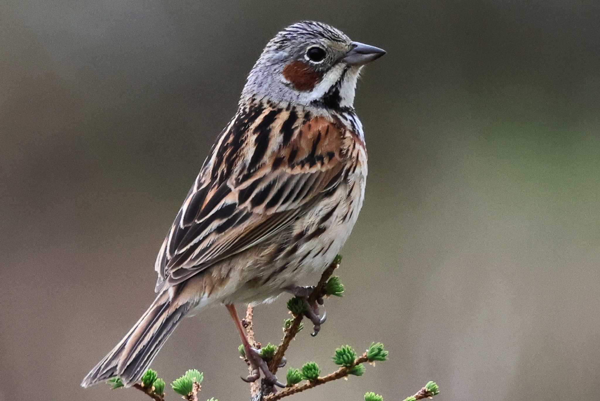 Chestnut-eared Bunting