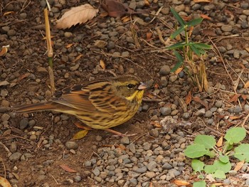 Masked Bunting Shinjuku Gyoen National Garden Unknown Date