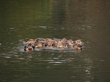 Northern Shoveler Shinjuku Gyoen National Garden Unknown Date