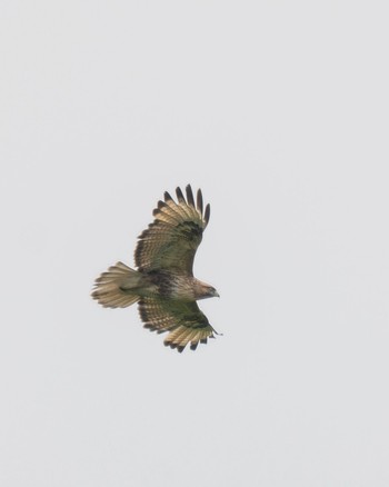 Eastern Buzzard 井戸湿原 Sun, 6/9/2024