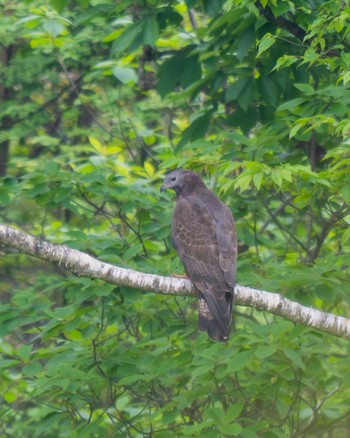 Crested Honey Buzzard 井戸湿原 Sun, 6/9/2024