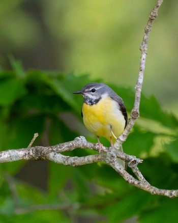 Grey Wagtail 井戸湿原 Sun, 6/9/2024