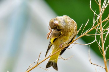 Sun, 6/9/2024 Birding report at 横浜市