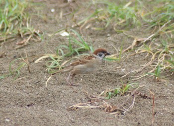 Eurasian Tree Sparrow 検見川浜コアジサシ保護区 Mon, 6/10/2024