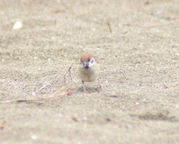 Eurasian Tree Sparrow 検見川浜コアジサシ保護区 Mon, 6/10/2024