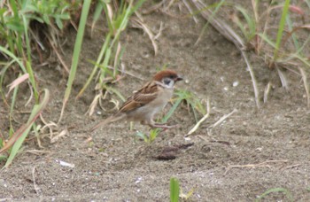 Eurasian Tree Sparrow 検見川浜コアジサシ保護区 Mon, 6/10/2024