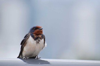 Mon, 6/10/2024 Birding report at 豊洲ぐるり公園