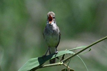 Mon, 6/10/2024 Birding report at 家の近所