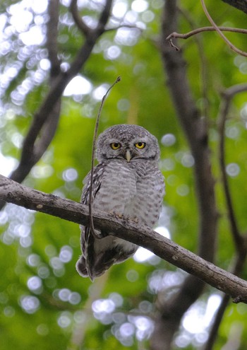 インドコキンメフクロウ Wachirabenchathat Park(Suan Rot Fai) 2024年5月26日(日)