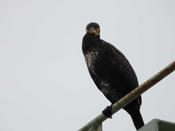 Great Cormorant 隅田川 Fri, 4/5/2024