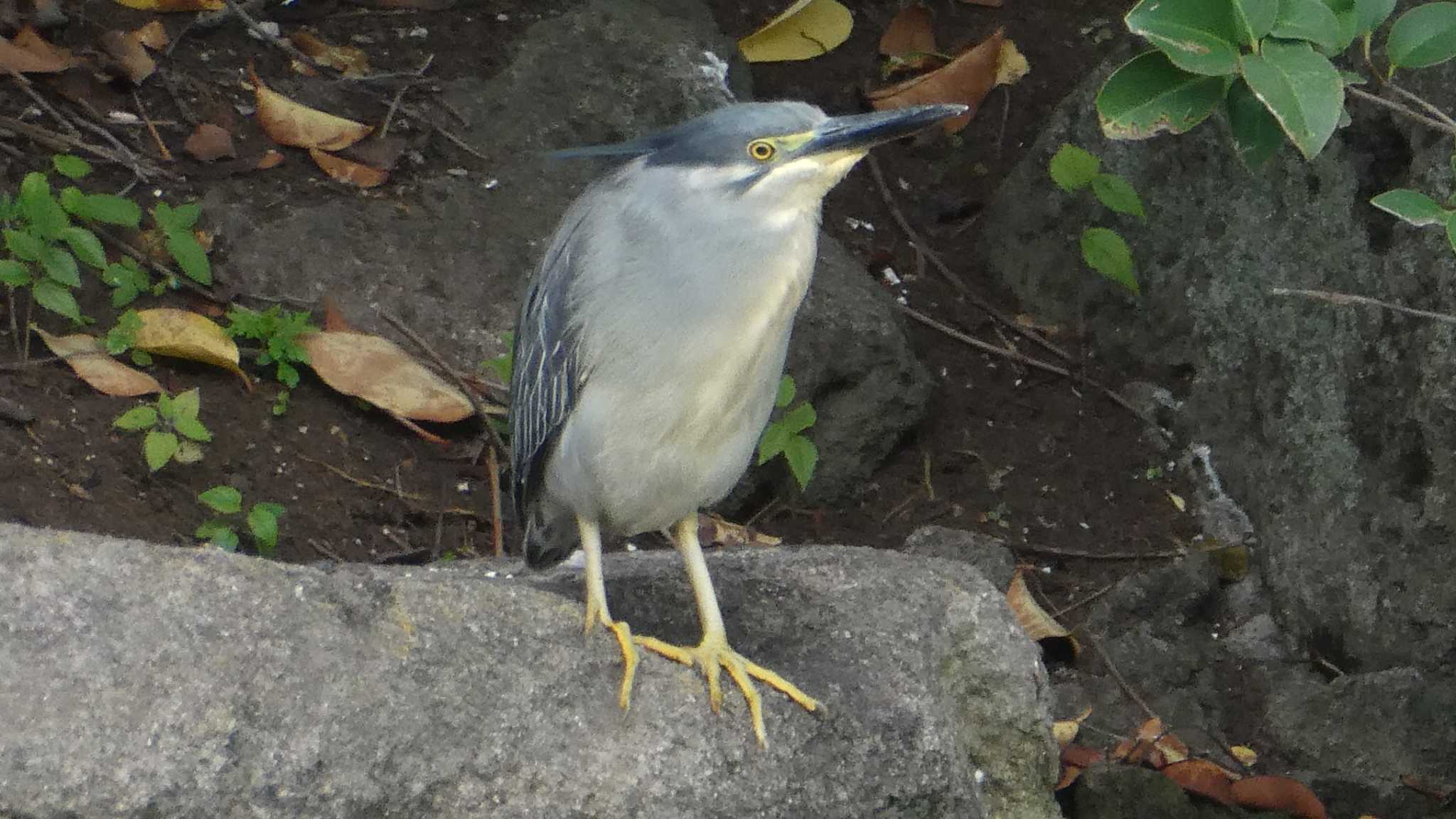 Striated Heron