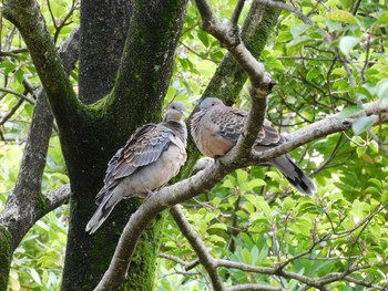 2024年6月10日(月) 平和の森公園、妙正寺川の野鳥観察記録