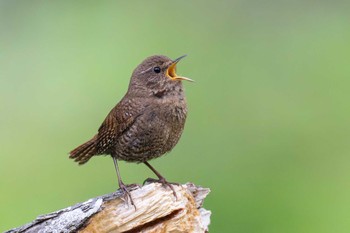 Sat, 6/8/2024 Birding report at Togakushi Forest Botanical Garden