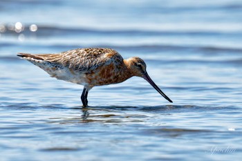 オオソリハシシギ ふなばし三番瀬海浜公園 2024年6月8日(土)