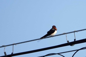 Barn Swallow 大阪府高槻市 Thu, 5/30/2024