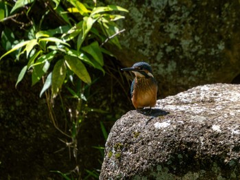 Common Kingfisher つくば市 Sat, 6/8/2024