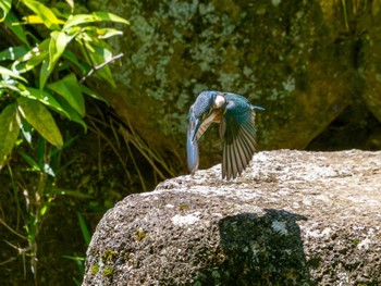 Common Kingfisher つくば市 Sat, 6/8/2024