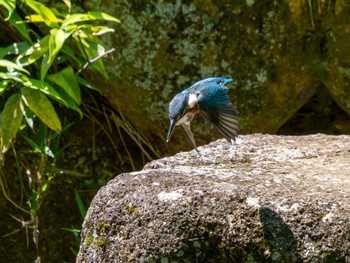 Common Kingfisher つくば市 Sat, 6/8/2024