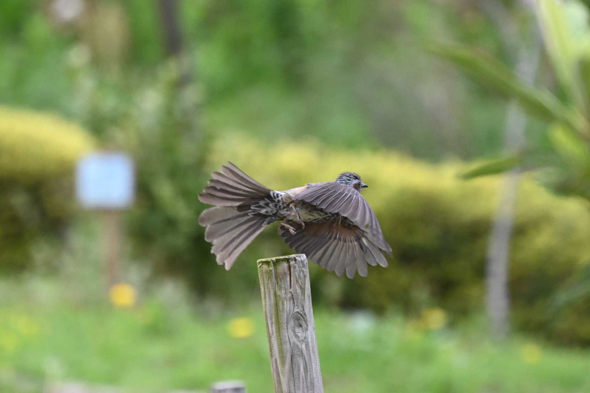 Brown-eared Bulbul