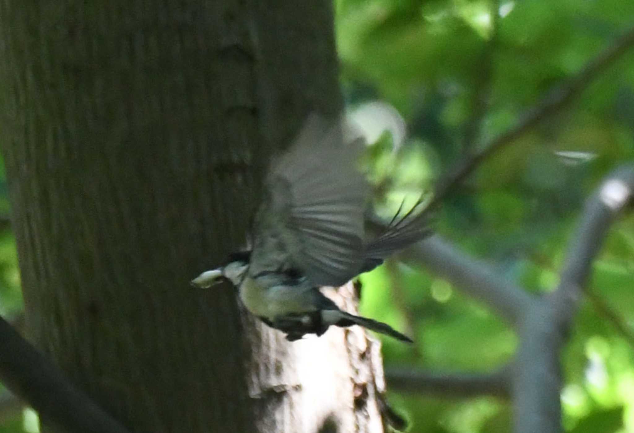 Japanese Tit