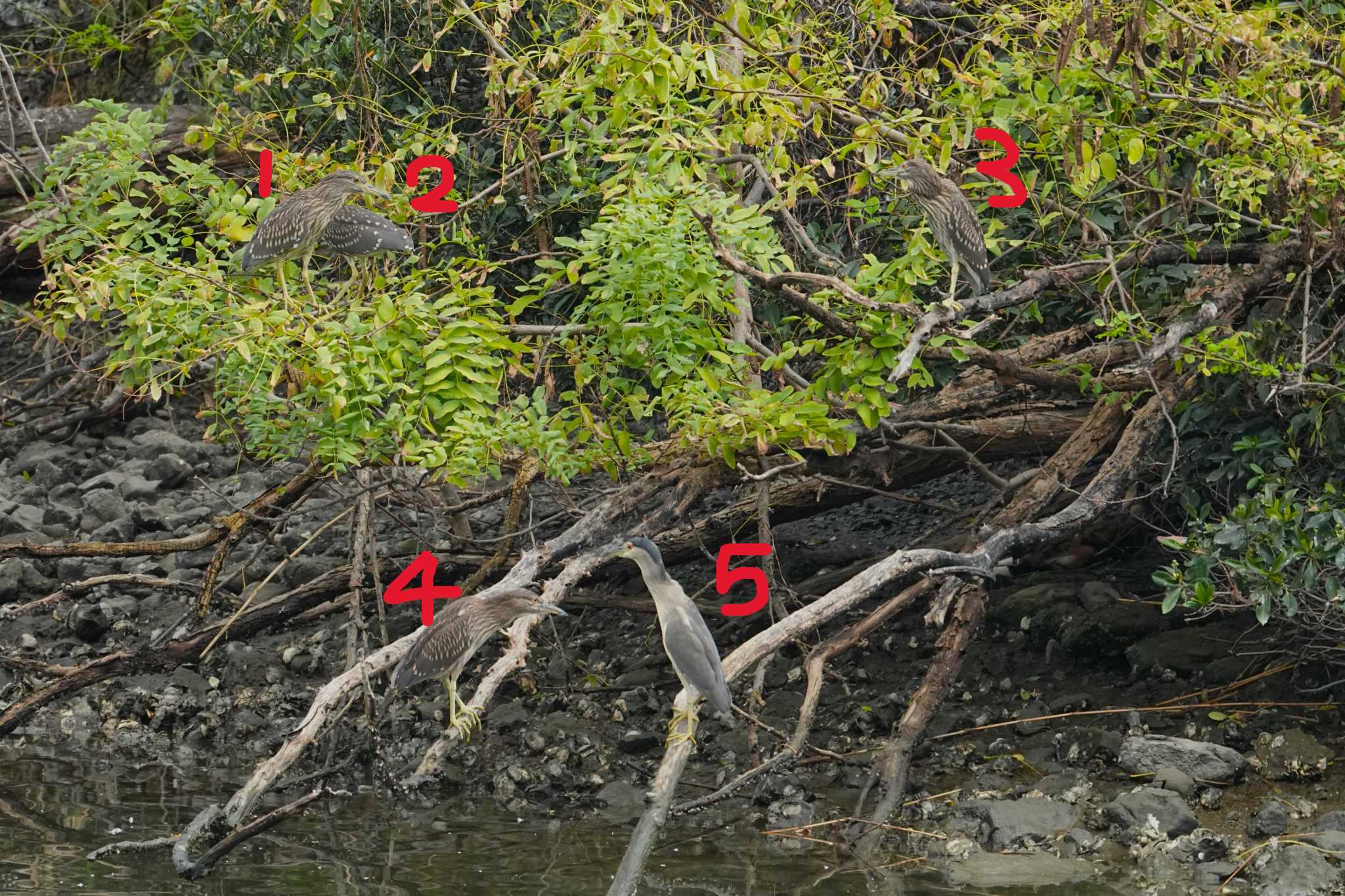 Black-crowned Night Heron