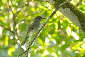 Tue, 6/4/2024 Birding report at Hala Bala Wildelife Sanctuary