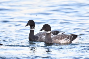 コクガン 三重県 2019年1月14日(月)