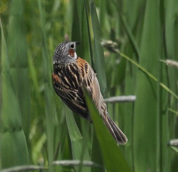 Chestnut-eared Bunting 軽井沢 Sat, 6/8/2024