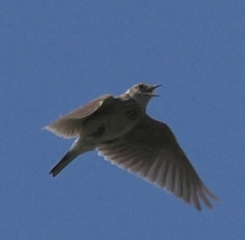 Eurasian Skylark 軽井沢 Sat, 6/8/2024