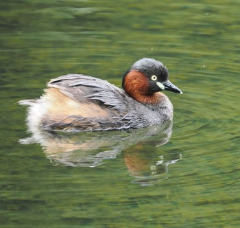 Little Grebe 雲場池 Sun, 6/9/2024