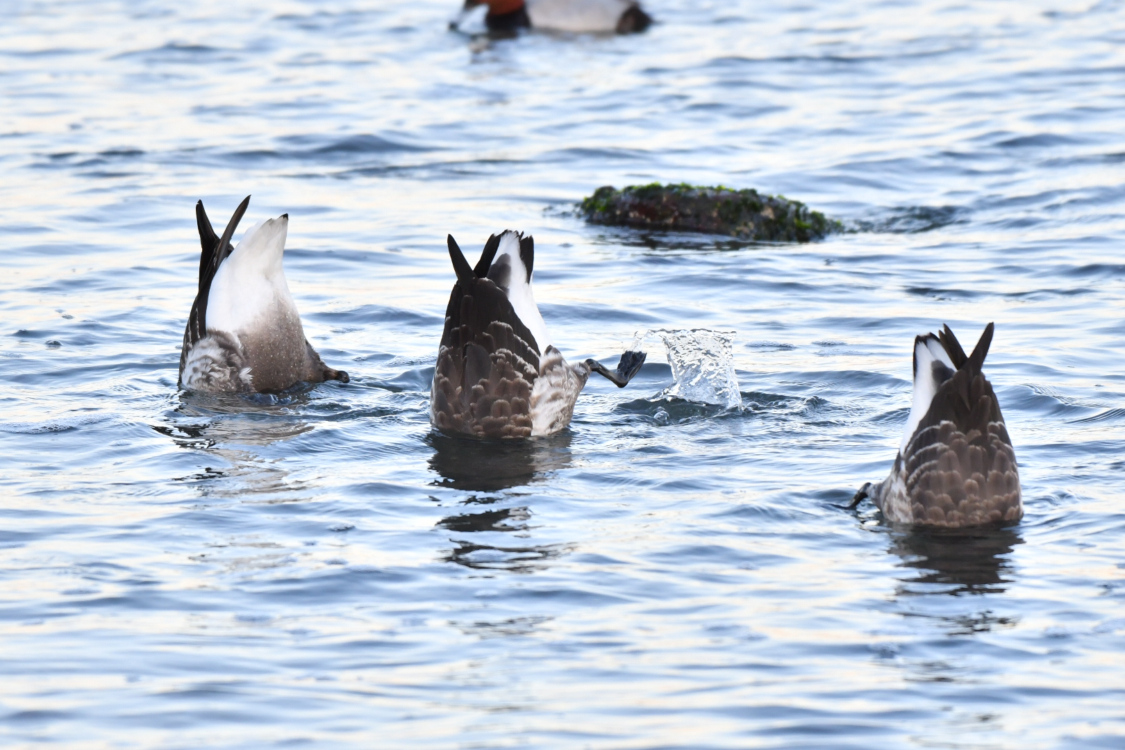 Photo of Brant Goose at 三重県 by 倶利伽羅