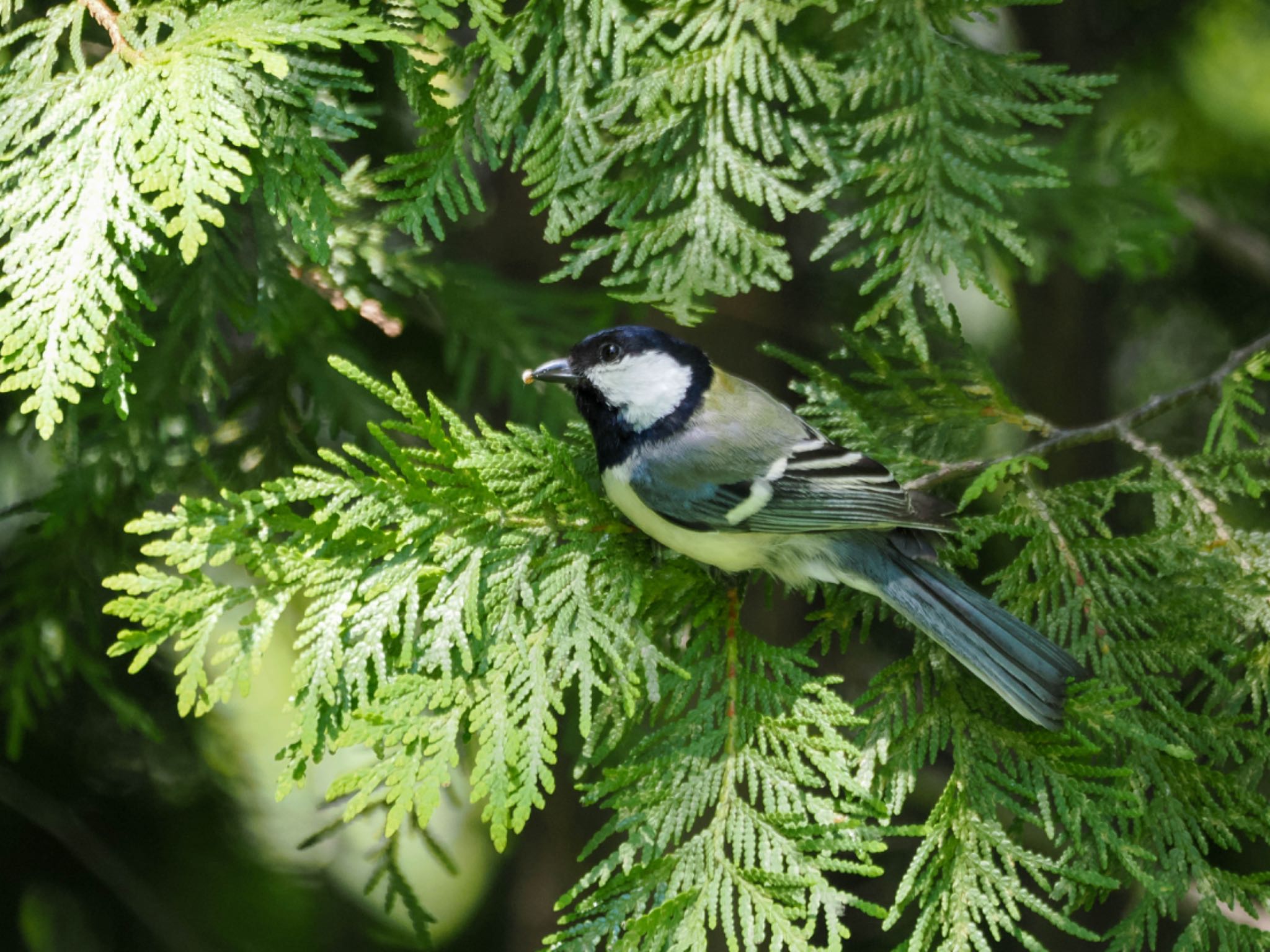 Japanese Tit