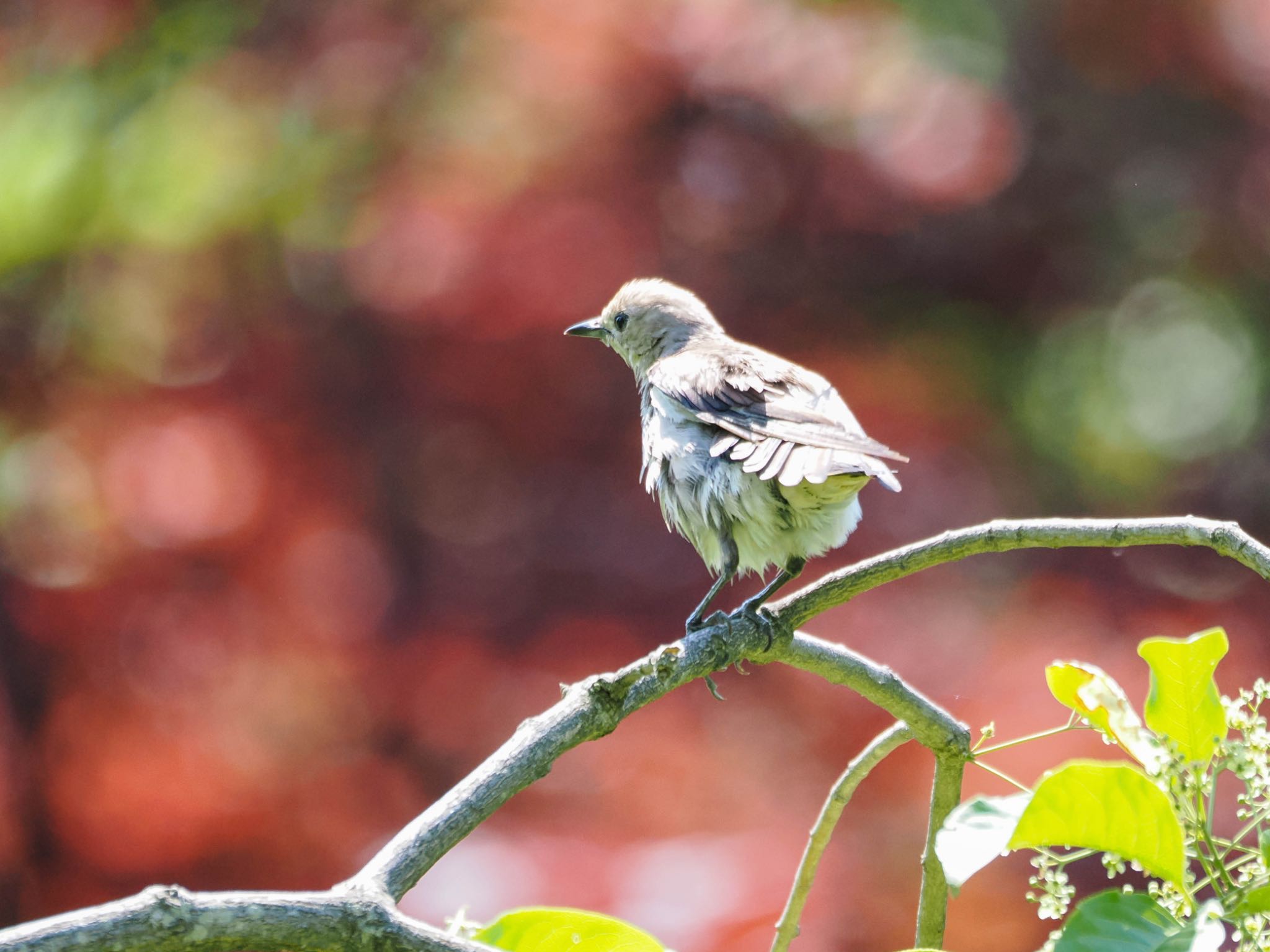 Chestnut-cheeked Starling