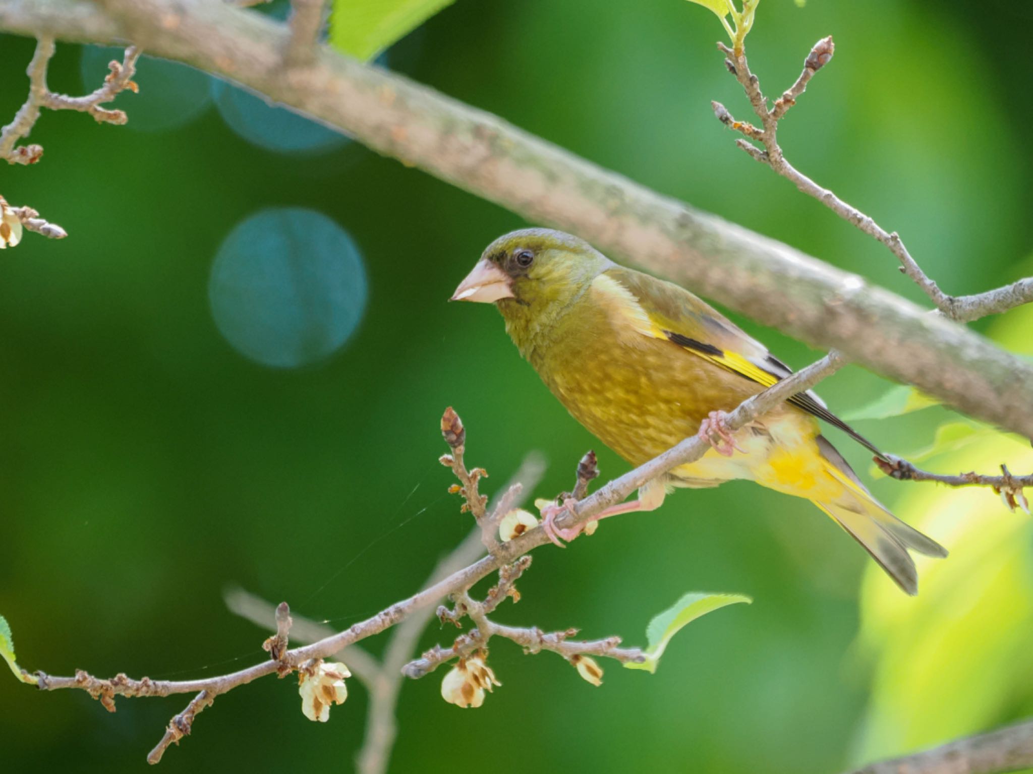 Grey-capped Greenfinch