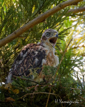 Sat, 6/8/2024 Birding report at 神代植物公園