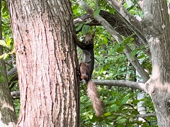 Sat, 6/8/2024 Birding report at Asahiyama Memorial Park