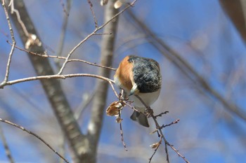 アトリ 滋賀県希望が丘文化公園 2019年1月14日(月)