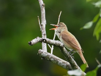 2024年6月10日(月) 葛西臨海公園の野鳥観察記録