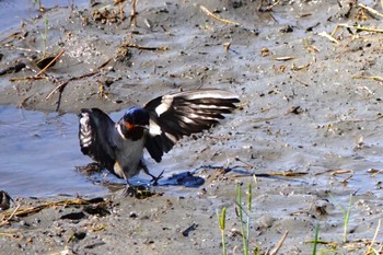 Barn Swallow 大阪府高槻市 Sat, 5/4/2024