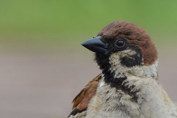 Eurasian Tree Sparrow 豊洲ぐるり公園 Mon, 6/10/2024