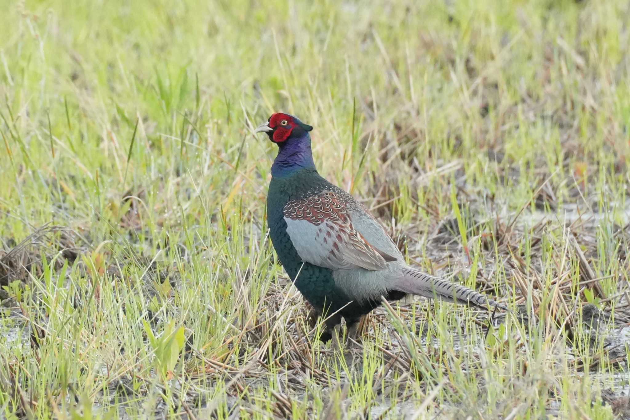 Photo of Green Pheasant at 埼玉県 by どばと