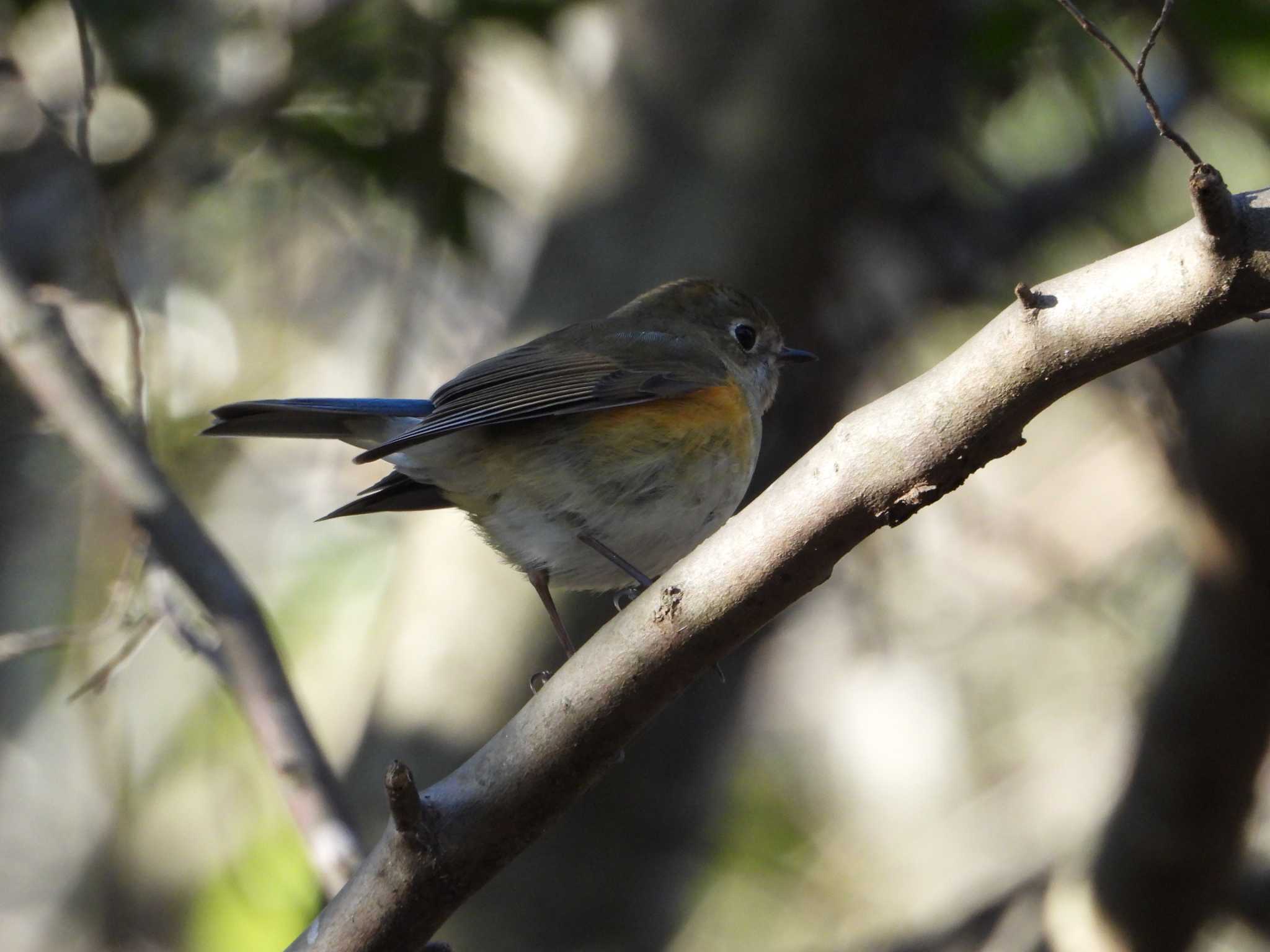 Photo of Red-flanked Bluetail at 兵庫県　神戸市 by 禽好き