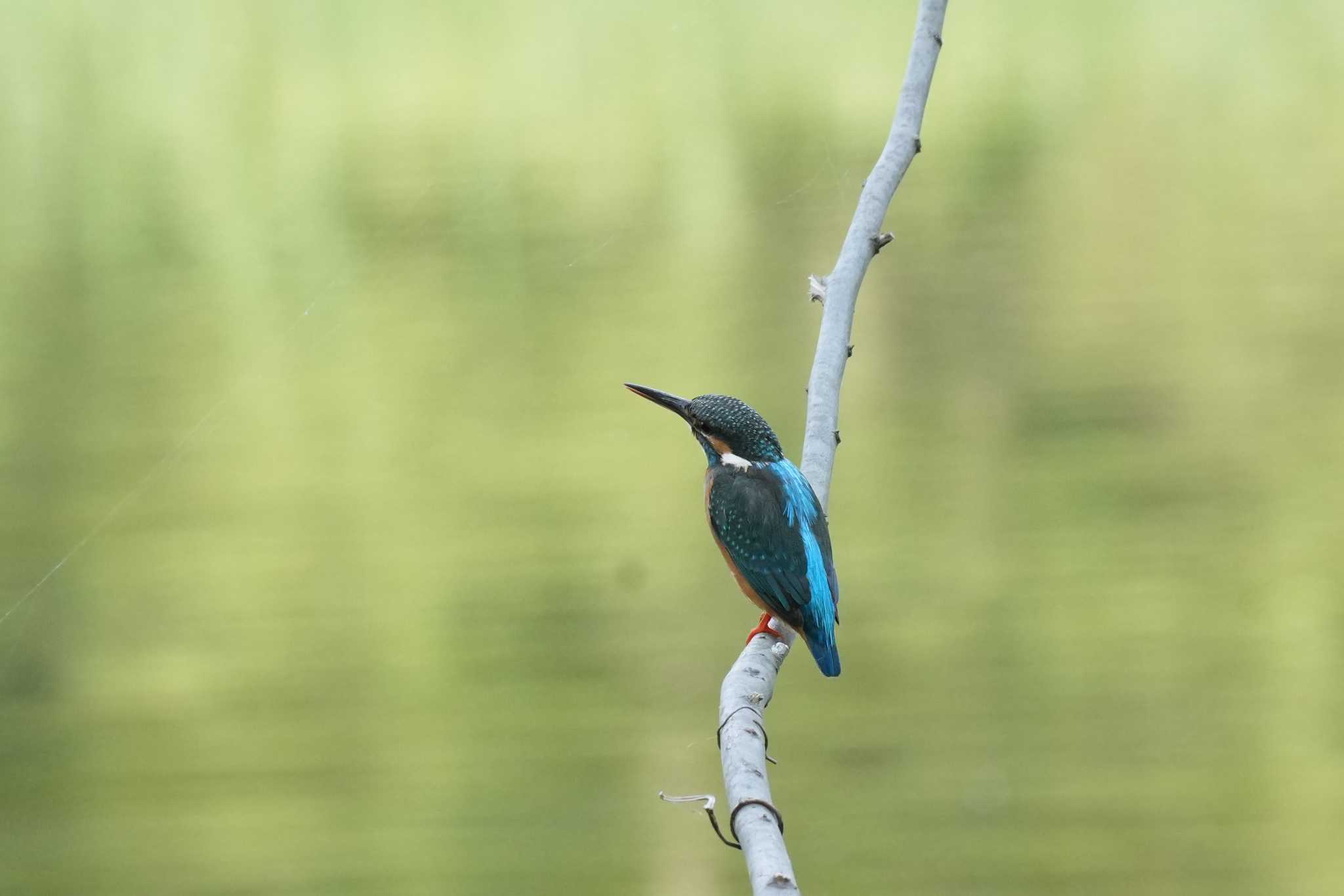 Photo of Common Kingfisher at 埼玉県 by どばと