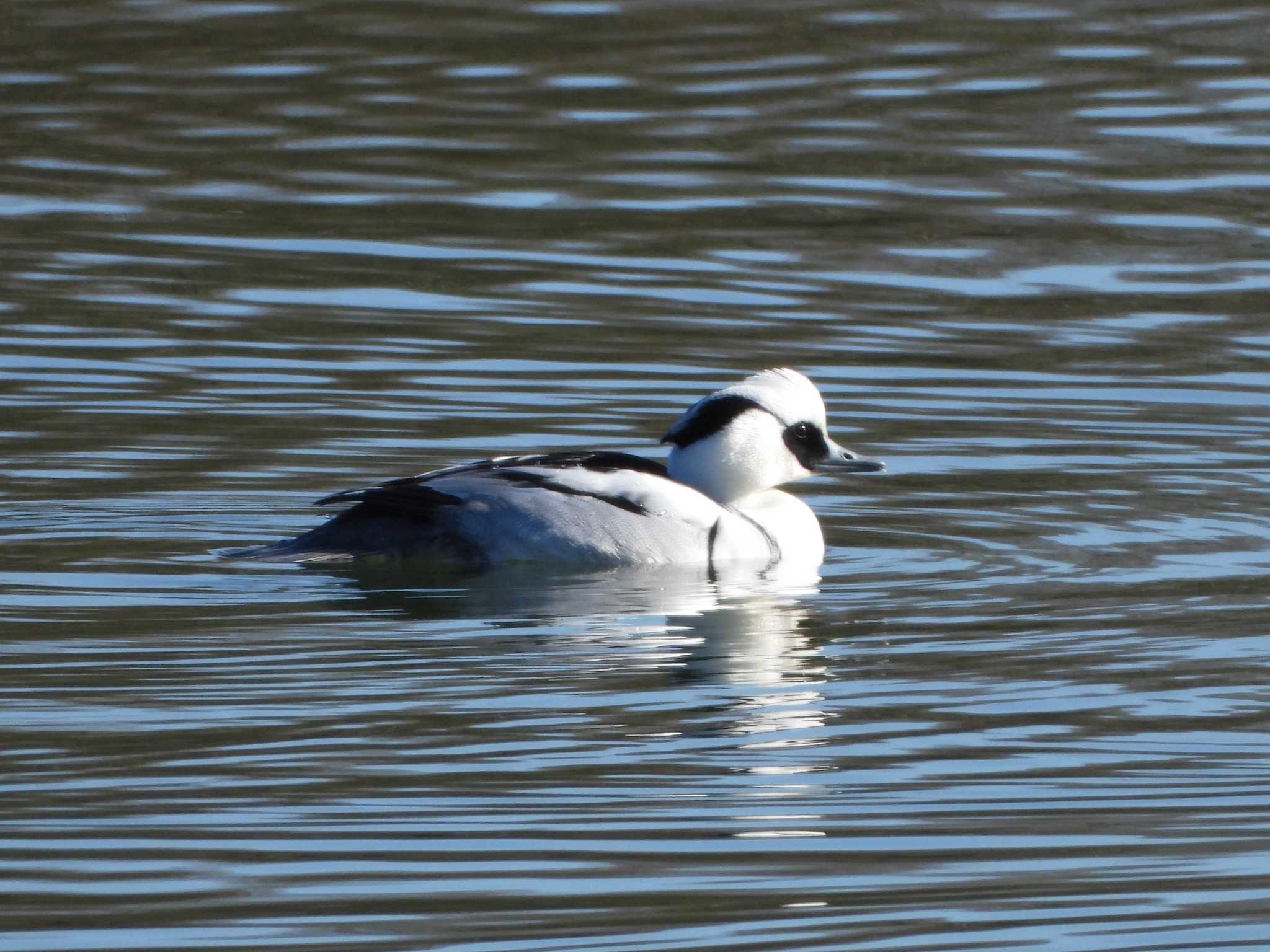 Photo of Smew at 兵庫県　神戸市 by 禽好き