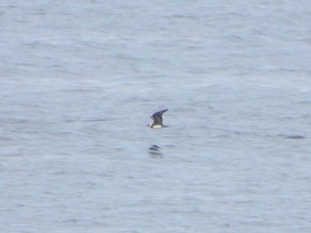 2024年6月9日(日) 城ヶ島の野鳥観察記録