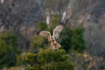 チュウヒ 山口県山口市 2019年1月14日(月)