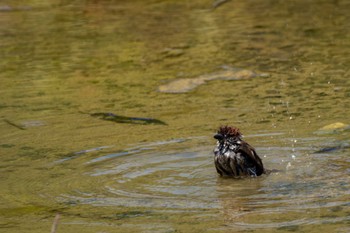 2024年6月11日(火) 鵜の岬の野鳥観察記録