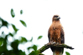 Black Kite 山田池公園 Fri, 5/31/2024