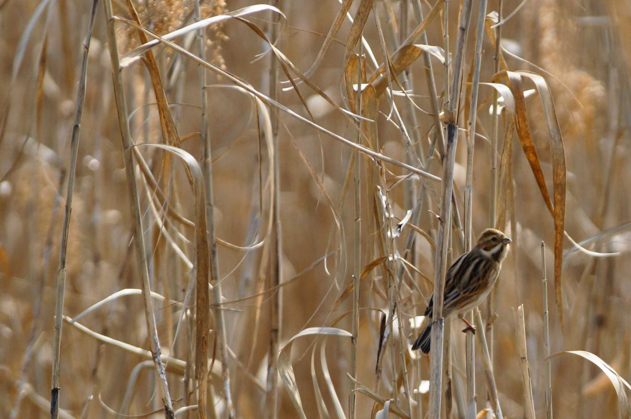 Common Reed Bunting